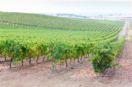 simsearch:400-07095252,k - vineyars in Alentejo, Portugal Fotografie stock - Microstock e Abbonamento, Codice: 400-05753414