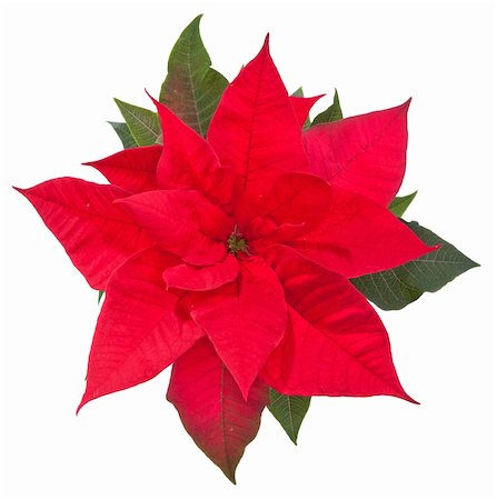 poinsettia flower on white background, top view Stock Photo - Budget Royalty-Free & Subscription, Code: 400-05753483