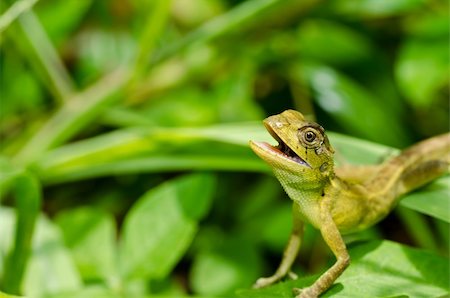 Lizard in green nature or in park or in the garden Stock Photo - Budget Royalty-Free & Subscription, Code: 400-05753947