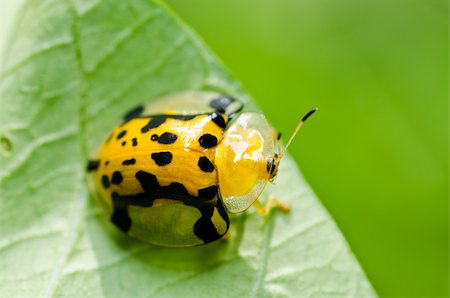 simsearch:400-05739088,k - orange beetle in green nature or the garden Stockbilder - Microstock & Abonnement, Bildnummer: 400-05753948