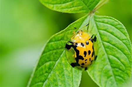 simsearch:400-06138663,k - orange beetle in green nature or the garden Stock Photo - Budget Royalty-Free & Subscription, Code: 400-05753949