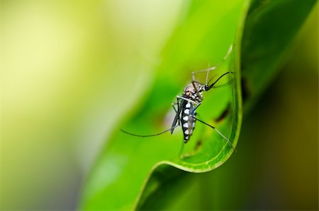 mosquito in nature or in the city Foto de stock - Royalty-Free Super Valor e Assinatura, Número: 400-05753955