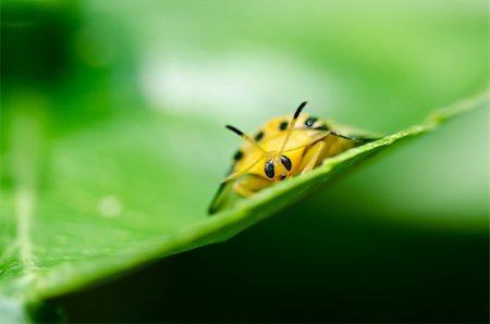 simsearch:400-06138663,k - orange beetle in green nature or the garden Stock Photo - Budget Royalty-Free & Subscription, Code: 400-05753952