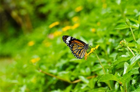 simsearch:400-07486829,k - butterfly in green nature or in the garden Foto de stock - Super Valor sin royalties y Suscripción, Código: 400-05753964