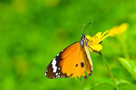 simsearch:400-07486829,k - butterfly in green nature or in the garden Foto de stock - Super Valor sin royalties y Suscripción, Código: 400-05753966