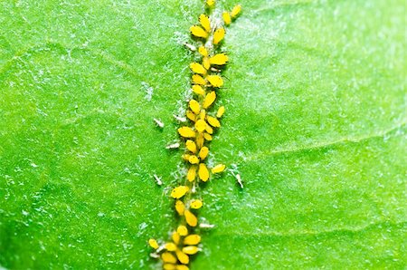 Aphid insect in green nature or in the garden Stock Photo - Budget Royalty-Free & Subscription, Code: 400-05753969