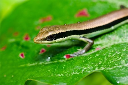 simsearch:400-04914866,k - Skink in garden or in green nature Stock Photo - Budget Royalty-Free & Subscription, Code: 400-05753962