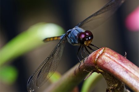 simsearch:400-04364178,k - dragonfly in garden or in green nature Foto de stock - Royalty-Free Super Valor e Assinatura, Número: 400-05753979