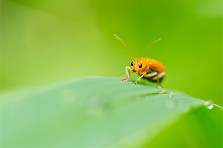 simsearch:400-05739088,k - orange beetle in green nature or the garden Stockbilder - Microstock & Abonnement, Bildnummer: 400-05753970