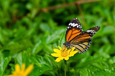 simsearch:400-07486829,k - butterfly in green nature or in the garden Foto de stock - Super Valor sin royalties y Suscripción, Código: 400-05753984