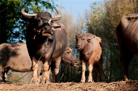 Thai Buffalo in the grass Foto de stock - Super Valor sin royalties y Suscripción, Código: 400-05875300