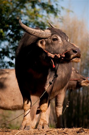 Thai Buffalo in the grass Foto de stock - Super Valor sin royalties y Suscripción, Código: 400-05875301