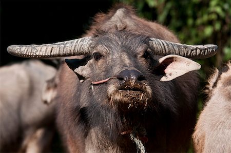 Thai Buffalo in the grass Foto de stock - Super Valor sin royalties y Suscripción, Código: 400-05875302