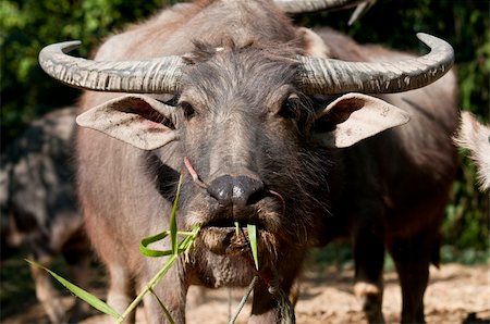 Thai Buffalo in the grass Foto de stock - Super Valor sin royalties y Suscripción, Código: 400-05875303