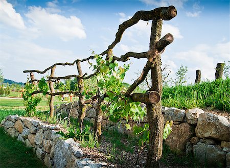 Wooden Grapevine Trellis on terrace of stones Stockbilder - Microstock & Abonnement, Bildnummer: 400-05875408