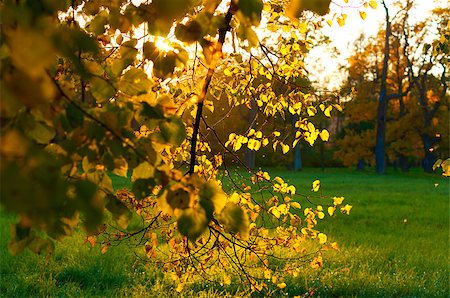 simsearch:400-04743104,k - beautiful autumn park at evening before sunset Stockbilder - Microstock & Abonnement, Bildnummer: 400-05875481