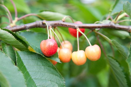 simsearch:400-05382337,k - Cherries on a branch Stock Photo - Budget Royalty-Free & Subscription, Code: 400-05875497