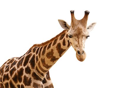 simsearch:400-08628372,k - Giraffe isolated Foto de stock - Super Valor sin royalties y Suscripción, Código: 400-05875567