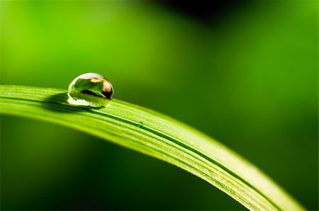 sergey_peterman (artist) - water drop on fresh green grass on blurred background Foto de stock - Super Valor sin royalties y Suscripción, Código: 400-05875875