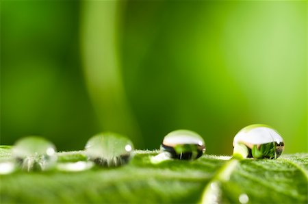 simsearch:400-07258772,k - water drops on fresh green leaf with blurred background Stock Photo - Budget Royalty-Free & Subscription, Code: 400-05875876