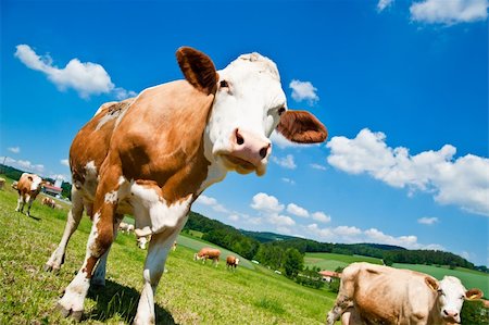 Curious Brown Cow in Austrian Landscape at Summer Stockbilder - Microstock & Abonnement, Bildnummer: 400-05875915