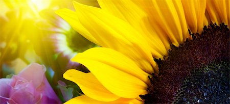 Sunflower closeup in landscape with sunshine behind Foto de stock - Royalty-Free Super Valor e Assinatura, Número: 400-05876014