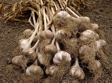 simsearch:400-05876466,k - bunch of garlic bulbs Stockbilder - Microstock & Abonnement, Bildnummer: 400-05876068