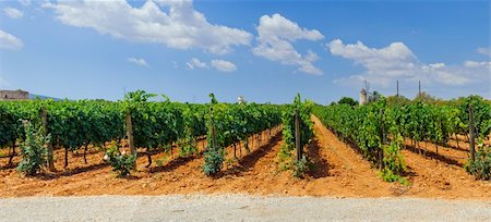 The beautiful vineyards in Mallorca. Spain. Panorama Stock Photo - Budget Royalty-Free & Subscription, Code: 400-05876075