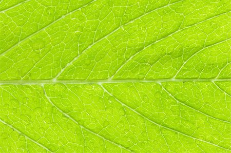 structure of leaf natural background Stock Photo - Budget Royalty-Free & Subscription, Code: 400-05876457
