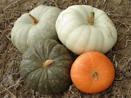 simsearch:400-05682396,k - some ripen pumpkins of different varieties on the ground Stock Photo - Budget Royalty-Free & Subscription, Code: 400-05876476