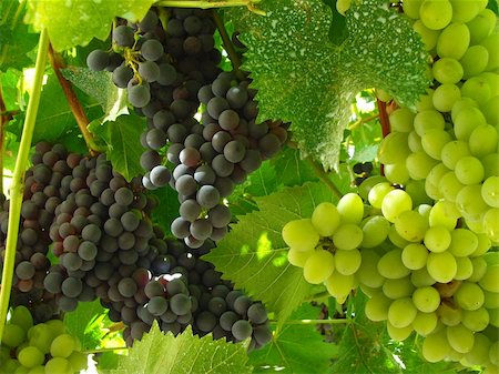 simsearch:400-04478608,k - ripening grape clusters on the vines Stock Photo - Budget Royalty-Free & Subscription, Code: 400-05876479
