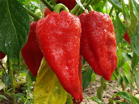 paprika in water - red peppers ripening on the vegetable bed Stock Photo - Budget Royalty-Free & Subscription, Code: 400-05876471
