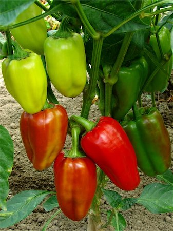 simsearch:400-05356597,k - red and green sweet peppers growing in the garden Stock Photo - Budget Royalty-Free & Subscription, Code: 400-05876472