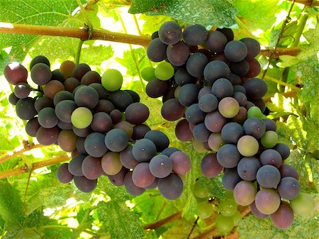 simsearch:859-03040238,k - ripening grape clusters on the vine Foto de stock - Super Valor sin royalties y Suscripción, Código: 400-05876481