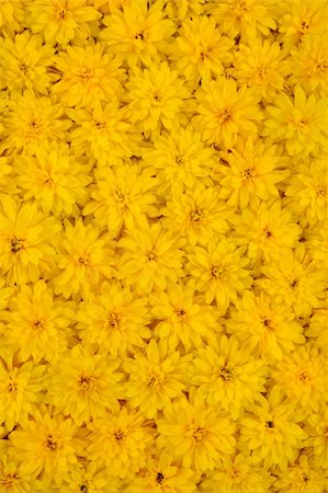 simsearch:400-05713050,k - Group of Rudbeckia laciniata flower heads - yellow daisy background Stock Photo - Budget Royalty-Free & Subscription, Code: 400-05876681