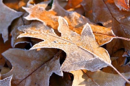 danicek (artist) - Autumn frozen leaves close up Foto de stock - Super Valor sin royalties y Suscripción, Código: 400-05876791