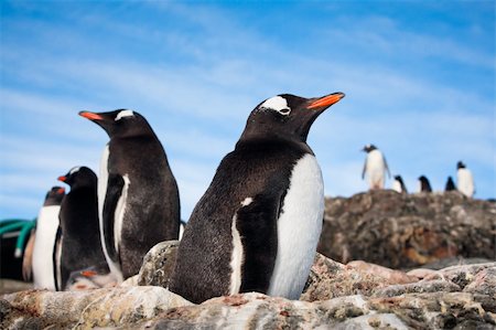 simsearch:400-04299219,k - penguins resting on the stony coast of Antarctica Stock Photo - Budget Royalty-Free & Subscription, Code: 400-05876908