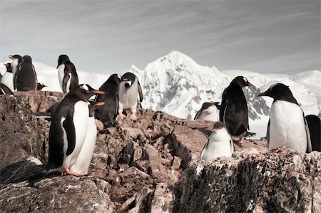 simsearch:400-04299219,k - penguins resting on the stony coast of Antarctica Stock Photo - Budget Royalty-Free & Subscription, Code: 400-05876909