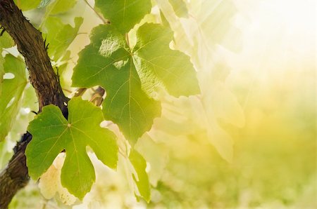 simsearch:400-05343808,k - Summer or spring season background with vine leaves in the vineyard and sun rays Photographie de stock - Aubaine LD & Abonnement, Code: 400-05876946