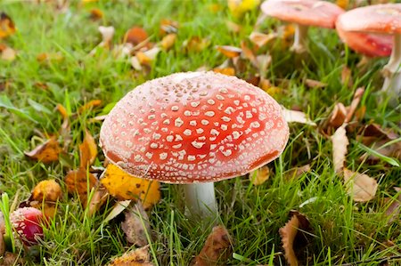 simsearch:400-09226011,k - Closeup photo of fly agaric in the forest. Stockbilder - Microstock & Abonnement, Bildnummer: 400-05877065