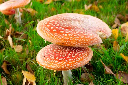 simsearch:400-07089206,k - Closeup photo of fly agaric in the forest. Foto de stock - Super Valor sin royalties y Suscripción, Código: 400-05877066