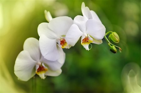 simsearch:400-04806771,k - White phalaenopsis on green background Stockbilder - Microstock & Abonnement, Bildnummer: 400-05877077