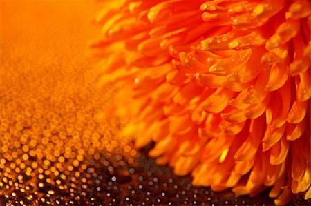 Beautiful drops of water close to the orange flower Stock Photo - Budget Royalty-Free & Subscription, Code: 400-05877189