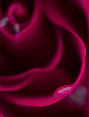 Macro flower beautiful rose for a background image Stock Photo - Budget Royalty-Free & Subscription, Code: 400-05877240
