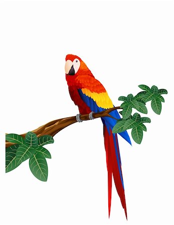 simsearch:400-05170879,k - Macaw illustration Foto de stock - Super Valor sin royalties y Suscripción, Código: 400-05877259