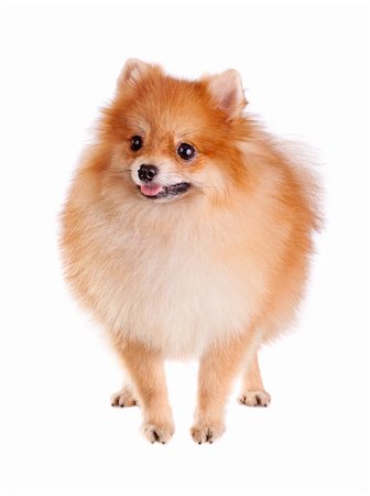 simsearch:400-05672007,k - Pomeranian dog isolated on a white background Stockbilder - Microstock & Abonnement, Bildnummer: 400-05877866