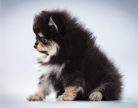 simsearch:400-05672007,k - Little fluffy Pomeranian puppy on a gray background Stockbilder - Microstock & Abonnement, Bildnummer: 400-05877869