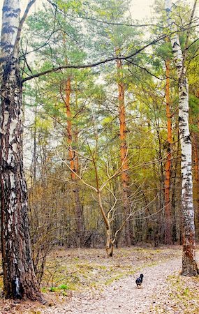 Vertical panorama of a mixed forest with in spring Photographie de stock - Aubaine LD & Abonnement, Code: 400-05878050