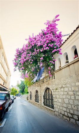 stair for mountain - Street with violet oleander in coastal town Herceg Novi in Montenegro Stock Photo - Budget Royalty-Free & Subscription, Code: 400-05878066