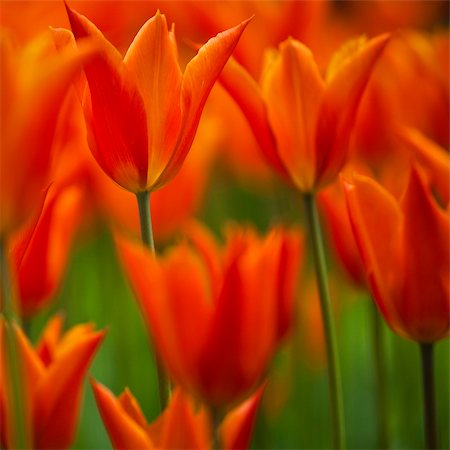 simsearch:400-05891971,k - Picture of beautiful tulips on shallow deep of field Stock Photo - Budget Royalty-Free & Subscription, Code: 400-05878083